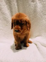 Red, a male Golden Retriever for sale in Batesville, AR – 9 of 9