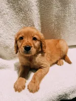 Yellow, a male Golden Retriever for sale in Batesville, AR – 3 of 3