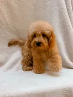 Blue, a male Cavapoo for sale in Batesville, AR – 4 of 10
