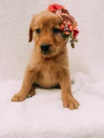 Pink, a female Golden Retriever for sale in Batesville, AR – 4 of 7