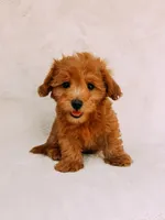 Chester, a male Maltipoo for sale in Batesville, AR – 1 of 8