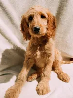 Honey, a female Goldendoodle for sale in Batesville, AR – 1 of 4