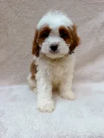 Milo, a male Cavapoo for sale in Batesville, AR – 4 of 5