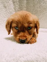 Orange, a male Golden Retriever for sale in Batesville, AR – 7 of 7