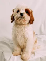 Patches, a male Cavapoo for sale in Batesville, AR – Photo 2 of 6