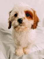 Patches, a male Cavapoo for sale in Batesville, AR – Photo 3 of 6