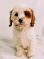 Patches, a male Cavapoo for sale in Batesville, AR – Photo 4 of 6