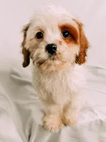 Patches, a male Cavapoo for sale in Batesville, AR – Photo 5 of 6
