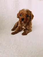 Rusty, a male Cavapoo for sale in Batesville, AR – Photo 9 of 10