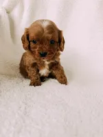 Rusty, a male Cavapoo for sale in Batesville, AR – Photo 10 of 10