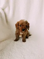 Rusty, a male Cavapoo for sale in Batesville, AR – Photo 6 of 10