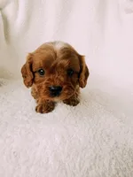 Rusty, a male Cavapoo for sale in Batesville, AR – Photo 2 of 10
