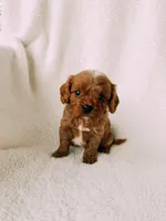 Rusty, a male Cavapoo for sale in Batesville, AR – Photo 4 of 10