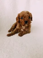 Rusty, a male Cavapoo for sale in Batesville, AR – Photo 3 of 10