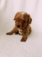 Rusty, a male Cavapoo for sale in Batesville, AR – Photo 8 of 10