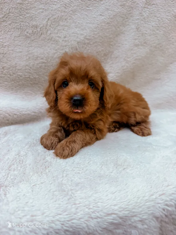 Red – Cavapoo puppy for sale in Batesville, AR
