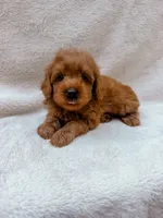 Red, a male Cavapoo for sale in Batesville, AR – 1 of 8
