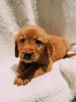 Black, a male Golden Retriever for sale in Batesville, AR – 5 of 5