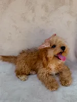Elsie, a female Maltipoo for sale in Batesville, AR – 4 of 10
