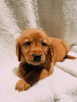 Black, a male Golden Retriever for sale in Batesville, AR – 2 of 5