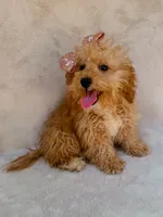 Elsie, a female Maltipoo for sale in Batesville, AR – 6 of 10