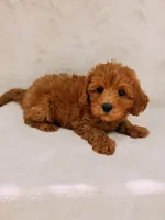 Teddy, a male Maltipoo for sale in Batesville, AR – 3 of 8