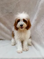 Milo, a male Cavapoo for sale in Batesville, AR – 4 of 8