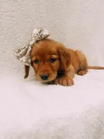 Gold, a female Golden Retriever for sale in Batesville, AR – 5 of 6