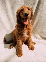 Spurgeon, a male Goldendoodle for sale in Batesville, AR – 2 of 8