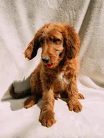 Spurgeon, a male Goldendoodle for sale in Batesville, AR – 6 of 8