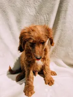 Spurgeon, a male Goldendoodle for sale in Batesville, AR – 7 of 8