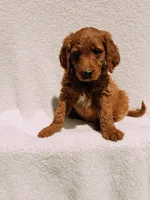 Spurgeon, a male Goldendoodle for sale in Batesville, AR – Photo 2 of 7