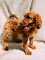 Spurgeon, a male Goldendoodle for sale in Batesville, AR – 4 of 8