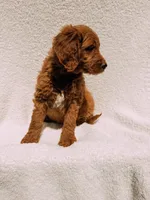 Spurgeon, a male Goldendoodle for sale in Batesville, AR – Photo 7 of 7