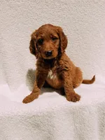 Spurgeon, a male Goldendoodle for sale in Batesville, AR – Photo 4 of 7