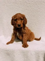 Spurgeon, a male Goldendoodle for sale in Batesville, AR – Photo 1 of 7