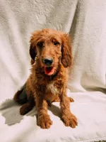Spurgeon, a male Goldendoodle for sale in Batesville, AR – 3 of 8