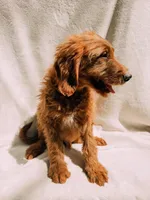 Spurgeon, a male Goldendoodle for sale in Batesville, AR – 8 of 8