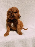 Spurgeon, a male Goldendoodle for sale in Batesville, AR – Photo 6 of 7