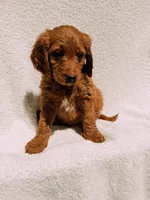 Spurgeon, a male Goldendoodle for sale in Batesville, AR – Photo 5 of 7