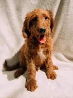 Spurgeon, a male Goldendoodle for sale in Batesville, AR – 1 of 8