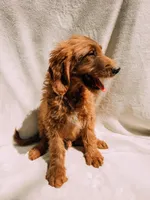 Spurgeon, a male Goldendoodle for sale in Batesville, AR – 5 of 8