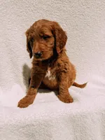 Spurgeon, a male Goldendoodle for sale in Batesville, AR – Photo 3 of 7