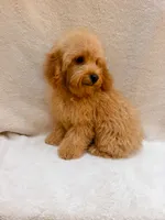 Blue, a male Cavapoo for sale in Batesville, AR – 6 of 10