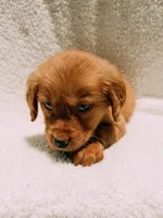 Orange, a male Golden Retriever for sale in Batesville, AR – 2 of 7