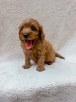 Green, a male Cavapoo for sale in Batesville, AR – 6 of 8