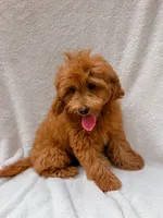Teddy, a male Maltipoo for sale in Batesville, AR – 4 of 6