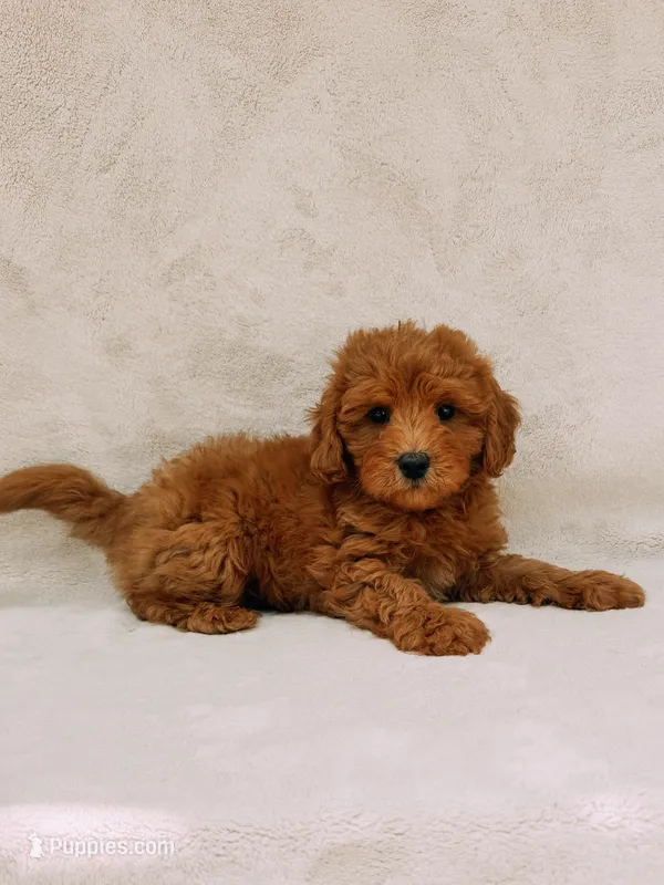 Teddy – Maltipoo puppy for sale in Batesville, AR