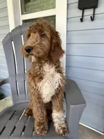 “Blue”, a male Goldendoodle for sale in Batesville, AR – Photo 5 of 8