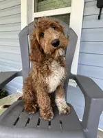 “Blue”, a male Goldendoodle for sale in Batesville, AR – Photo 3 of 8